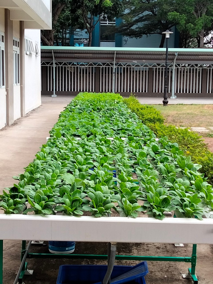Hoạt động trải nghiệm, học đi đôi với hành - Ảnh NVCC 425546473_1087504866024747_6456397809180650998_n.jpg