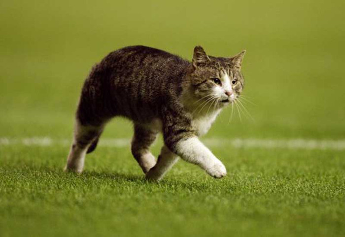 8. Chú mèo Shankly từng đột nhập vào sân Anfield đã trốn khỏi ngôi nhà mới của mình sau vài tuần được nuôi giữ bởi Trung tâm giải cứu động vật thành phố. Người quản lý của trung tâm cho biết Shankly, theo bản năng của mình, đang tìm đường quay về ngôi nhà đúng nghĩa của nó, sân Anfield. Hiện ban quản lý của Trung tâm đã đăng thông báo tìm mèo trong thành phố.