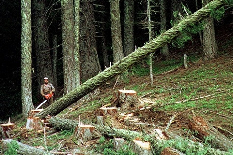 1. Thợ xẻ gỗ Thu nhập dự kiến năm 2012: 32.144 USD. Thu nhập năm 2011: 32.109 USD. Suốt thời gian dài, thợ xẻ gỗ được xem là nghề kém hấp dẫn nhất, giống như người vắt sữa bò. Các công nhân phải làm việc hàng giờ ngoài trời bất kể thời tiết nắng, mưa với điều kiện nguy hiểm và thu nhập thấp. Tuy vậy, ngày nay rất nhiều công nhân vẫn tiếp tục trụ lại với nghề vì niềm đam mê và họ luôn hãnh diện trong vai trò người thợ xẻ gỗ. Thậm chí, ngay cả khi gặp phải những tai nạn như gãy chân, vỡ xương.. họ cũng vẫn vui vẻ, tiếp tục kiên trì theo đuổi sự nghiệp.