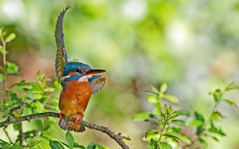 Đây là một bức ảnh với tên gọi “Chọn tôi” đã ghi lại hình ảnh của con chim bói cá trên một dòng sông Hampshire. Đây là một bức ảnh với tên gọi “Chọn tôi” đã ghi lại hình ảnh của con chim bói cá trên một dòng sông Hampshire.