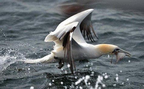 Một con chim đang bắt cá tại biển ngoài khơi Bass Rock Firth của Forth ở Dunbar, Scotland. Một con chim đang bắt cá tại biển ngoài khơi Bass Rock Firth của Forth ở Dunbar, Scotland.