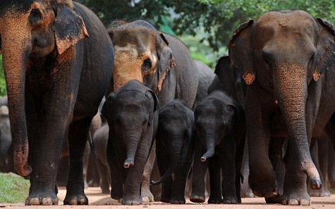 Đàn voi ở Sri Lanka Đàn voi ở Sri Lanka