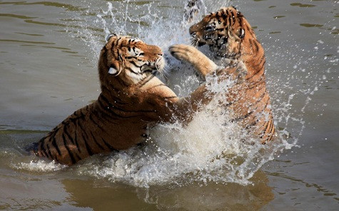 Hai con hổ chơi trong một hồ nước để giữ mát tại công viên Hoàng Sơn Mountain Tiger tại Hoàng Sơn, Trung Quốc. Hai con hổ chơi trong một hồ nước để giữ mát tại công viên Hoàng Sơn Mountain Tiger tại Hoàng Sơn, Trung Quốc.