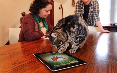 Con mèo đang nghcij chiếc ipad có hình con chim Con mèo đang nghcij chiếc ipad có hình con chim