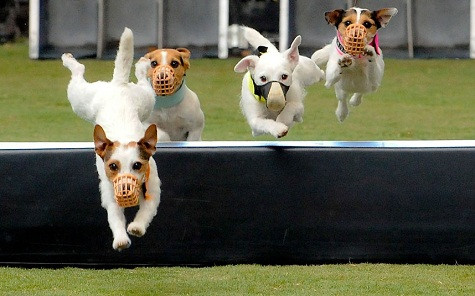 Con chó Jack Russell cạnh tranh trong một sự kiện Challenge Purina Dog Pro Incredible tại Del Mar, California Con chó Jack Russell cạnh tranh trong một sự kiện Challenge Purina Dog Pro Incredible tại Del Mar, California