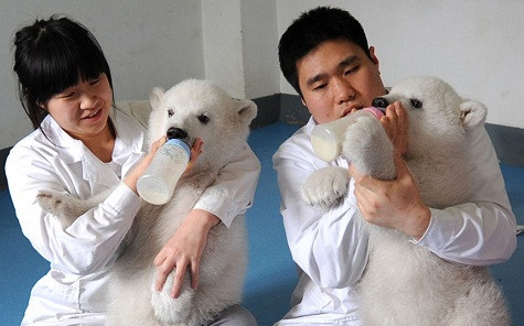 Hai con gấu bắc cực sinh đôi đang được chăm sóc ở Thiên Tân, Trung Quốc. Hai con gấu bắc cực sinh đôi đang được chăm sóc ở Thiên Tân, Trung Quốc.
