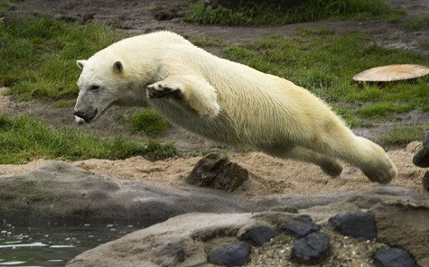... và sau đó nhảy xuống hồ bơi để chơi với nó trong nước tại Vườn thú Blijdorp ở Rotterdam ... và sau đó nhảy xuống hồ bơi để chơi với nó trong nước tại Vườn thú Blijdorp ở Rotterdam