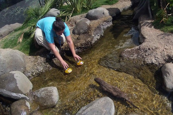 Đến con rái cá cũng làm làm "tiên tri" trận đấu giữa Italia và Tây Ban Nha.
