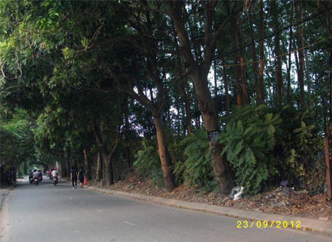 Những hàng cây rợp bóng mát. Những hàng cây rợp bóng mát.