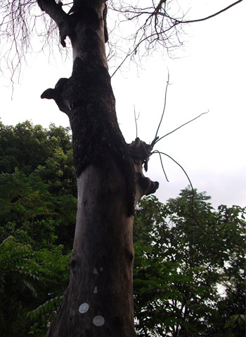 Tương lai sẽ chỉ còn những hàng cây chết. Tương lai sẽ chỉ còn những hàng cây chết.