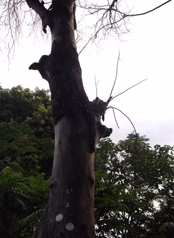 Tương lai sẽ chỉ còn những hàng cây chết.