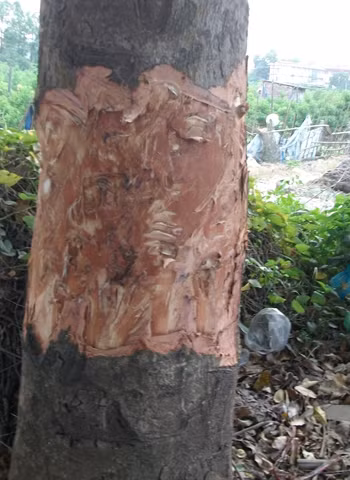 Những gốc cây bị đẽo vỏ không thương tiếc.
