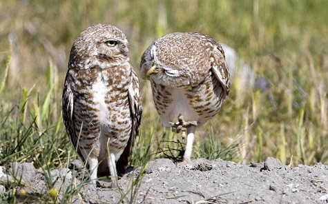 Một con cú đực đang cố gắng dành được tình cảm của một con cú cái. Nhiếp ảnh gia Steve Shinn ghi lại hình ảnh này tại Orange County, California.