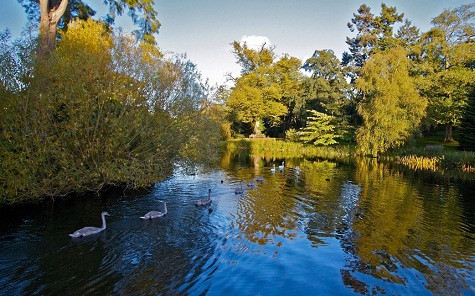 Đàn thiên nga với một mẹ và 6 đứa con trong hồ.