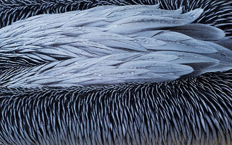 Bộ lông tuyệt đẹp của con bồ nông tại vườn thú ở Hanover, Đức.