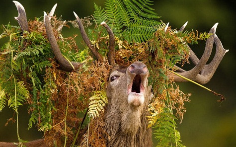 Hươu gầm rú trong khi đội vương miện dương xỉ ở công viên Richmond mùa giao phối. Nhiếp ảnh gia Mark Smith cho biết: Mỗi con hươu có chiến lược khác nhau trong mùa giao phối. Một số chọn một chỗ, trong khi những con khác sẽ chạy xung quanh con cái. Và như con hươu này, nó đang gầm rú để gọi bạn tình.