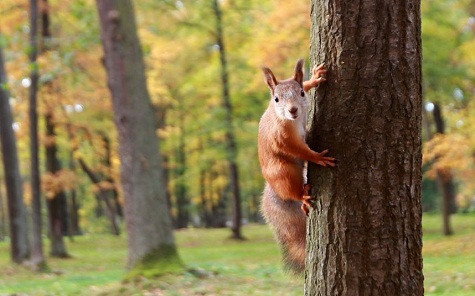 Một con sóc đỏ bám vào một cây tại St Petersburg, Nga