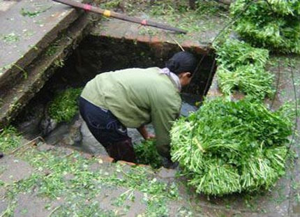 Rau bán ngoài chợ rửa bằng nước cống đen ngòm Rau bán ngoài chợ rửa bằng nước cống đen ngòm