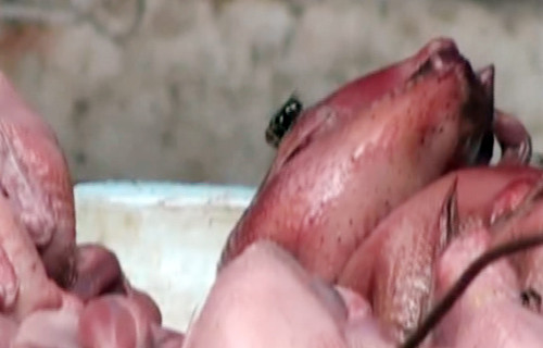 Ruồi, nhặng đậu trên gà làm sẵn. Ảnh: VTC. Ruồi, nhặng đậu trên gà làm sẵn. Ảnh: VTC.