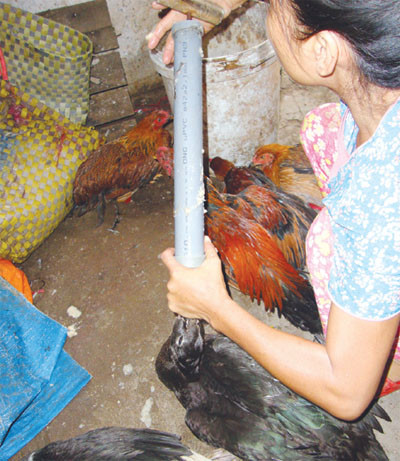 Để tăng trọng lượng cho gia cầm (gà, vịt), lái buôn đã dùng bã đậu hoặc các tạp chất rẻ tiền, dùng bơm xe đạp hoặc các dụng cụ tương tự bơm thẳng vào diều của chúng. Ảnh SK&ĐS Để tăng trọng lượng cho gia cầm (gà, vịt), lái buôn đã dùng bã đậu hoặc các tạp chất rẻ tiền, dùng bơm xe đạp hoặc các dụng cụ tương tự bơm thẳng vào diều của chúng. Ảnh SK&ĐS