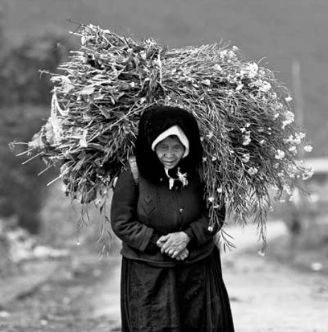 Mang hoa xuống chợ