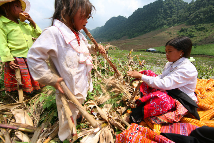 Ngay từ nhỏ, con theo lên nương, bố mẹ đã chỉ cho con cây lá ngón và dặn: khi nào muốn chết thì ăn cái lá này!. Ngay từ nhỏ, con theo lên nương, bố mẹ đã chỉ cho con cây lá ngón và dặn: khi nào muốn chết thì ăn cái lá này!.