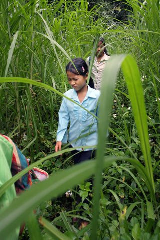 Những chiếc lá có cạnh sắc luôn là nỗi lo sợ của các em mỗi khi phải đi qua.