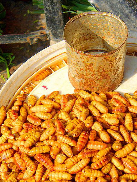 5. Nhộng: Người Việt Nam chúng ta thường sử dụng nhộng tằm để chế biến các món ăn vì nó chứa rất nhiều protein bổ dưỡng. Nhộng tằm là con tằm trong giai đoạn chuẩn bị biến thành bướm để đẻ trứng. Món ăn này khá phổ biến ở các chợ vùng quê nhất là những vùng nuôi tằm. 5. Nhộng: Người Việt Nam chúng ta thường sử dụng nhộng tằm để chế biến các món ăn vì nó chứa rất nhiều protein bổ dưỡng. Nhộng tằm là con tằm trong giai đoạn chuẩn bị biến thành bướm để đẻ trứng. Món ăn này khá phổ biến ở các chợ vùng quê nhất là những vùng nuôi tằm.