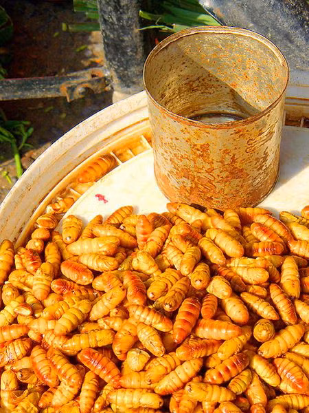 5. Nhộng: Người Việt Nam chúng ta thường sử dụng nhộng tằm để chế biến các món ăn vì nó chứa rất nhiều protein bổ dưỡng. Nhộng tằm là con tằm trong giai đoạn chuẩn bị biến thành bướm để đẻ trứng. Món ăn này khá phổ biến ở các chợ vùng quê nhất là những vùng nuôi tằm.