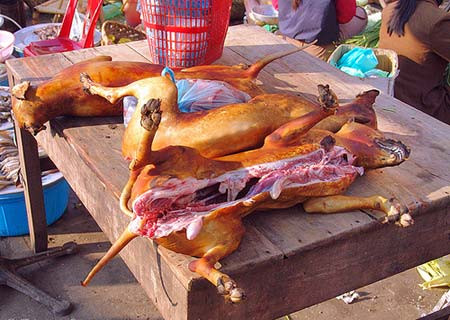 Tuy nhiên, tại nhiều quốc gia phương Tây và Hồi giáo, việc ăn thịt chó bị cấm. Với họ, chó là vật nuôi trong nhà và được coi như những người bạn. Nhiều người nước ngoài đến Việt Nam rất thắc mắc tại sao nước ta lại ăn thịt chó trong khi vẫn nuôi chúng. Tuy nhiên, tại nhiều quốc gia phương Tây và Hồi giáo, việc ăn thịt chó bị cấm. Với họ, chó là vật nuôi trong nhà và được coi như những người bạn. Nhiều người nước ngoài đến Việt Nam rất thắc mắc tại sao nước ta lại ăn thịt chó trong khi vẫn nuôi chúng.