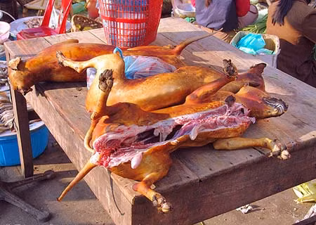 Tuy nhiên, tại nhiều quốc gia phương Tây và Hồi giáo, việc ăn thịt chó bị cấm. Với họ, chó là vật nuôi trong nhà và được coi như những người bạn. Nhiều người nước ngoài đến Việt Nam rất thắc mắc tại sao nước ta lại ăn thịt chó trong khi vẫn nuôi chúng.