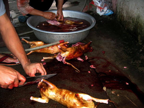 Cũng giống thịt chó, thịt mèo là món ăn mà người nước ngoài tối kỵ. Họ xem việc này như một hành động dã man, kém văn minh. Cũng giống thịt chó, thịt mèo là món ăn mà người nước ngoài tối kỵ. Họ xem việc này như một hành động dã man, kém văn minh.