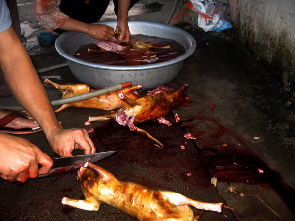 Cũng giống thịt chó, thịt mèo là món ăn mà người nước ngoài tối kỵ. Họ xem việc này như một hành động dã man, kém văn minh.