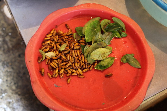 Trong khi đó, người nước ngoài lại "ghê sợ" món ăn này vì "trông chúng chẳng khác nào một lũ sâu". Một số nước châu Á cũng ăn nhộng, thậm chí là ấu trùng ong nhưng ở các nước phương Tây, tuyệt nhiên không có món ăn này trong thực đơn. Trong khi đó, người nước ngoài lại "ghê sợ" món ăn này vì "trông chúng chẳng khác nào một lũ sâu". Một số nước châu Á cũng ăn nhộng, thậm chí là ấu trùng ong nhưng ở các nước phương Tây, tuyệt nhiên không có món ăn này trong thực đơn.