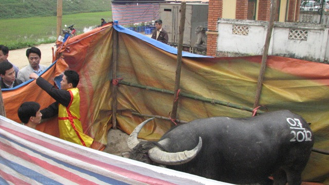 'Ông cầu' số 07 vô địch chọi trâu Hải Lựu 2012 này cũng đều bị xẻ thịt