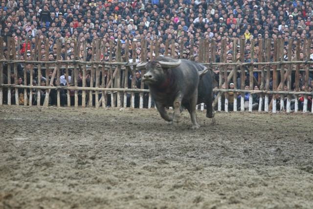 Với tục truyền cổ xưa của chọi trâu Hải Lựu dù đó là trâu bại hay chiến thắng đều bị làm thịt