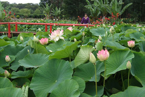 Nhiều chị em đang truyền nhau kinh nghiệm giảm mỡ máu, mỡ bụng bằng lá sen.