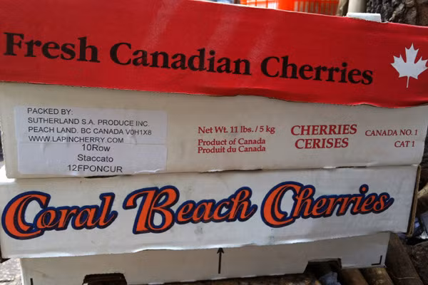 Hai loại vỏ hộp cherry này đúng là từ Canada, được bán từ một đại lý lớn ở Chợ Lớn, quận 5. Cherry ở thùng có vỏ hộp màu đỏ được đại lý bán ra là 1.050.000 đồng/5kg, cherry từ thùng màu trắng được bán ra với giá 1.350.000 đồng/5kg. Như vậy, người bán rong đã mua vào với giá trên 200.000 đồng/kg. Hôm nào cherry đẹp mã, còn tươi người bán sẽ "tùy nghi" ra giá bán lẻ.