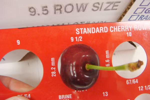 Kích thước cherry đạt tiêu chuẩn xuất khẩu phải đạt từ đường kính 28mm trở lên.