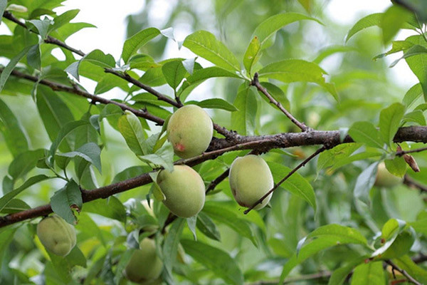 Trong khi đó, theo khẳng định của nhiều người chuyên buôn trái cây đường dài thì "mùa này Sapa làm gì còn đào. Đào trên thị trường toàn lấy từ Trung Quốc đó". Cũng theo kinh nghiệm của họ, trái đào Sapa chính hiệu có hình dáng nhỏ hơn đào Trung Quốc. Ảnh: hasapa.com
