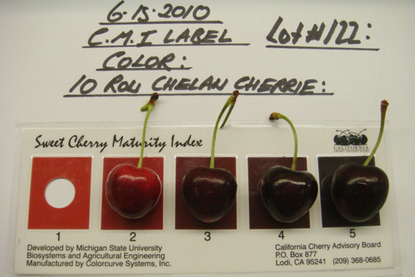 Như vậy, những nơi bán cherry có kích cỡ không đồng đều, trái nhỏ quá, người tiêu dùng hoàn toàn có thể nghi ngờ về chất lượng. Để mua được trái cherry đúng là hàng nhập khẩu, người tiêu dùng cần mua ở những nơi chứng minh được nguồn gốc nhập khẩu qua giấy chứng nhận kiểm dịch và kiểm tra an toàn thực phẩm cho Chi cục kiểm dịch thực vật vùng II cấp, có ghi rõ ngày tháng lô hàng xuất đi từ nước nào và đến thành phố nào ở Việt Nam. Như vậy, những nơi bán cherry có kích cỡ không đồng đều, trái nhỏ quá, người tiêu dùng hoàn toàn có thể nghi ngờ về chất lượng. Để mua được trái cherry đúng là hàng nhập khẩu, người tiêu dùng cần mua ở những nơi chứng minh được nguồn gốc nhập khẩu qua giấy chứng nhận kiểm dịch và kiểm tra an toàn thực phẩm cho Chi cục kiểm dịch thực vật vùng II cấp, có ghi rõ ngày tháng lô hàng xuất đi từ nước nào và đến thành phố nào ở Việt Nam.