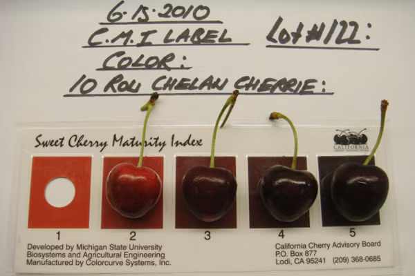 Như vậy, những nơi bán cherry có kích cỡ không đồng đều, trái nhỏ quá, người tiêu dùng hoàn toàn có thể nghi ngờ về chất lượng. Để mua được trái cherry đúng là hàng nhập khẩu, người tiêu dùng cần mua ở những nơi chứng minh được nguồn gốc nhập khẩu qua giấy chứng nhận kiểm dịch và kiểm tra an toàn thực phẩm cho Chi cục kiểm dịch thực vật vùng II cấp, có ghi rõ ngày tháng lô hàng xuất đi từ nước nào và đến thành phố nào ở Việt Nam.