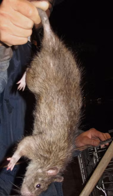 Chuột cống Chuột là loài gặm nhấm và đối với người nước ngoài, nó thật đáng sợ, thường họ không dám ăn những món ăn làm từ chúng. Chuột cống Chuột là loài gặm nhấm và đối với người nước ngoài, nó thật đáng sợ, thường họ không dám ăn những món ăn làm từ chúng.