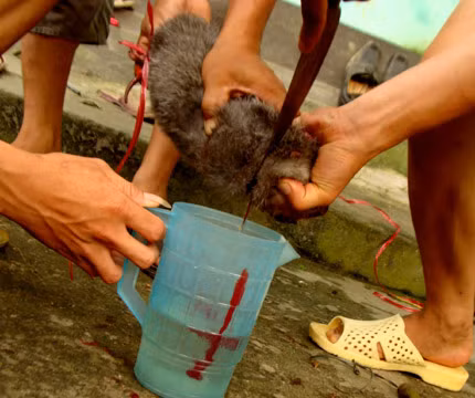 Dúi được cắt tiết như lợn. Ca rượu để sẵn, hứng tia tiết đỏ tươi và khuấy đều. Lượng tiết mỗi con dúi pha với một lít rượu. Dúi được cắt tiết như lợn. Ca rượu để sẵn, hứng tia tiết đỏ tươi và khuấy đều. Lượng tiết mỗi con dúi pha với một lít rượu.