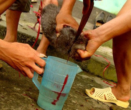 Dúi được cắt tiết như lợn. Ca rượu để sẵn, hứng tia tiết đỏ tươi và khuấy đều. Lượng tiết mỗi con dúi pha với một lít rượu. Dúi được cắt tiết như lợn. Ca rượu để sẵn, hứng tia tiết đỏ tươi và khuấy đều. Lượng tiết mỗi con dúi pha với một lít rượu.