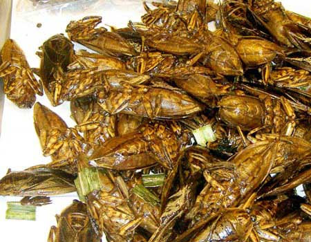 Gián Trong số các loại côn trùng này thì gián là khó ăn nhất vì có mùi hôi khó chịu. Theo các đầu bếp cho biết, để không bị hôi thì khâu chế biến phải làm thật kỹ. Gián Trong số các loại côn trùng này thì gián là khó ăn nhất vì có mùi hôi khó chịu. Theo các đầu bếp cho biết, để không bị hôi thì khâu chế biến phải làm thật kỹ.