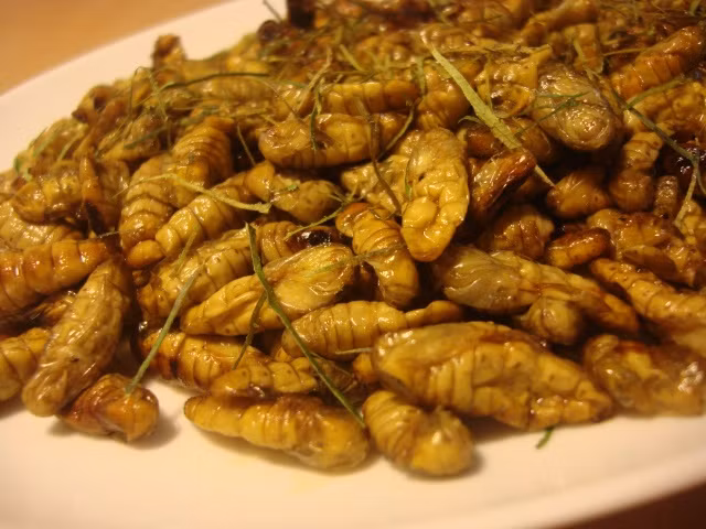 Đuông dừa giống như sâu khoai, sống ở trong lõi cây dừa và thường to bằng một ngón tay người. Đuông bắt đầu được ưa chuộng rộng rãi và trở thành đặc sản ở Việt Nam từ khoảng chục năm nay. Đuông dừa giống như sâu khoai, sống ở trong lõi cây dừa và thường to bằng một ngón tay người. Đuông bắt đầu được ưa chuộng rộng rãi và trở thành đặc sản ở Việt Nam từ khoảng chục năm nay.