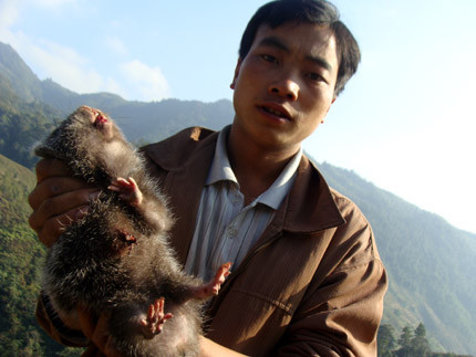 Thịt dúi, rượu tiết dúi Nhà hàng kinh doanh món thịt dúi, rượu tiết dúi ở các thành phố lớn chưa nhiều, nên kiếm được bữa nhậu dúi, uống rượu tiết dúi không phải đơn giản. Thế nhưng, Hà Giang là xứ sở của món dúi hoang dã. Thịt dúi, rượu tiết dúi Nhà hàng kinh doanh món thịt dúi, rượu tiết dúi ở các thành phố lớn chưa nhiều, nên kiếm được bữa nhậu dúi, uống rượu tiết dúi không phải đơn giản. Thế nhưng, Hà Giang là xứ sở của món dúi hoang dã.