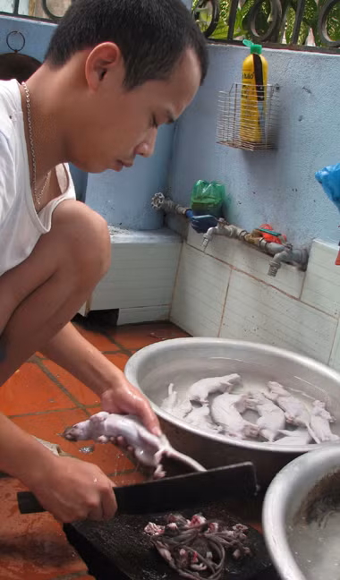 Tuy nhiên ở Việt Nam, thịt chuột cống có thể chế biến thành nhiều món ăn, thậm chí ở nhiều vùng nó còn là một đặc sản đắt tiền. Tuy nhiên ở Việt Nam, thịt chuột cống có thể chế biến thành nhiều món ăn, thậm chí ở nhiều vùng nó còn là một đặc sản đắt tiền.