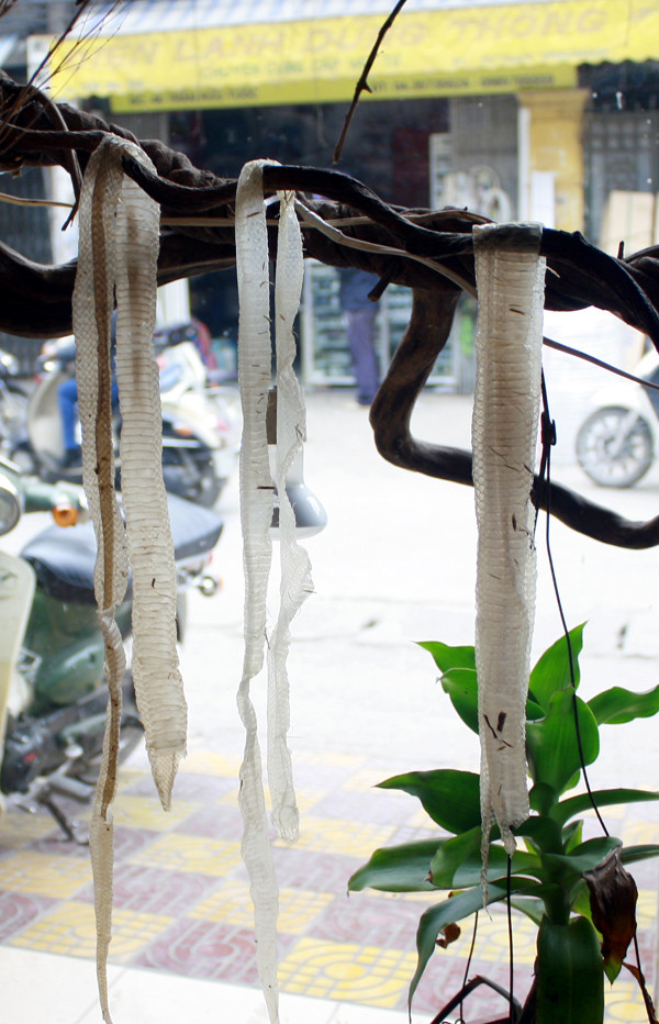 Da rắn bạch tạng lột